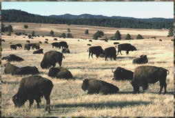 Bison